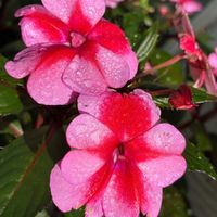 インパチェンス,インパチェンス,公園,鉢植え,花壇の画像