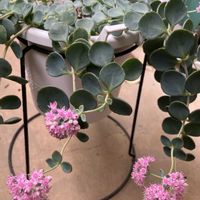 ミセバヤ,オリヅルラン,花が咲いた,悲喜交々,ベランダの画像