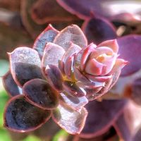 サブコリンボサ×リラシナ,リコ,多肉植物,シャルドネ,ありがとう♡︎⸜( ´ ꒳ ` )⸝♡︎の画像