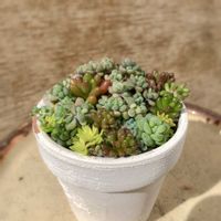 寄せ植え,多肉植物,セダム属,多肉の寄せ植え,エケベリア属の画像