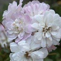 バラ、薔薇、ばら,ナチュラルガーデン,バラ大好き,お庭の花たち,花と暮らすの画像