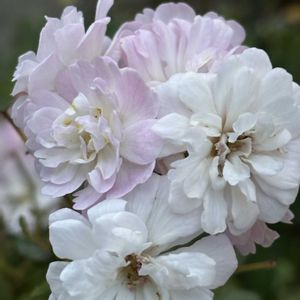バラ、薔薇、ばら,ナチュラルガーデン,バラ大好き,お庭の花たち,花と暮らすの画像