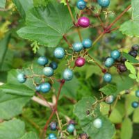 ノブドウ,大好き,雑草,つる性植物,山野草の画像