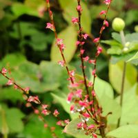 ミズヒキ,ミズヒキ,地植え,我が家の庭,かわいい花の画像