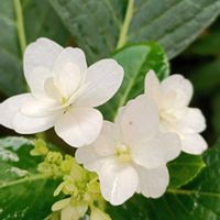 アジサイ,アジサイ,花のある暮らし,幸せな時間,四季を感じるの画像