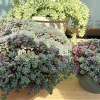 プロリフィカ,パープルヘイズ,多肉植物,徒長多肉,多肉植物のある暮らしの画像
