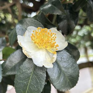 サザンカ,サザンカ,ツバキ,ツバキ,ツバキの画像