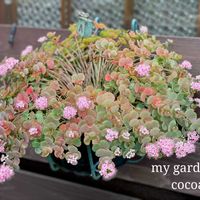 ミセバヤ,ミニ パンパスグラス,花のある暮らし,緑のある暮らし,小さな幸せ♡の画像