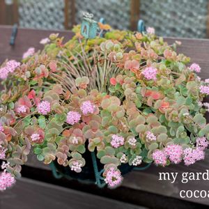 ミセバヤ,ミニ パンパスグラス,花のある暮らし,緑のある暮らし,小さな幸せ♡の画像