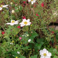 チェリーセージ,シュウメイギク（秋明菊）,地植え,我が家の庭,かわいい花の画像