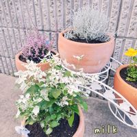 ビデンス,プラチーナ,カルーナ,アルテルナンテラ,カロケファルス プラチーナの画像