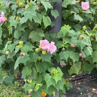 フヨウの画像