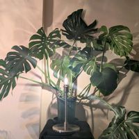 モンステラ,熱帯植物,植物のある暮らし,botanical lifeの画像