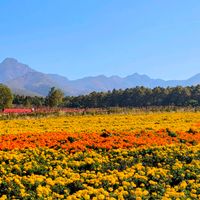 ガーデン,青空,花のある暮らし,緑のある暮らし,八ヶ岳の画像
