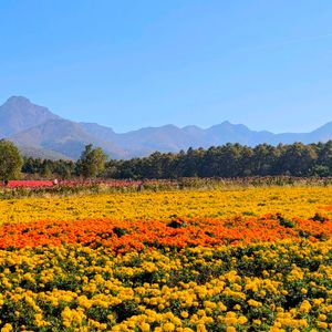 ガーデン,青空,花のある暮らし,緑のある暮らし,八ヶ岳の画像