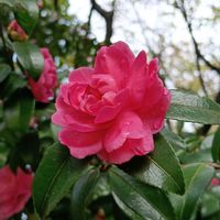 サザンカの画像