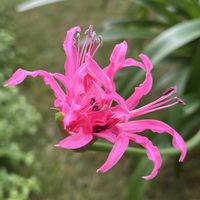 ネリネ,ネリネ,ダイヤモンドリリー,ダイヤモンドリリー,球根の画像