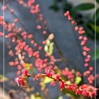 ホトトギス,ミズヒキソウ,ガーデニング,花のある暮らし,今日のお花の画像