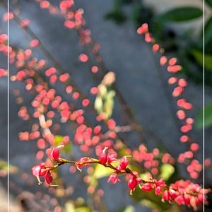 ホトトギス,ミズヒキソウ,ガーデニング,花のある暮らし,今日のお花の画像