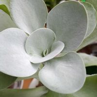 エケベリア,病気に負けない,優しいお友達,ありがとう(^人^),心こめて贈りたいの画像