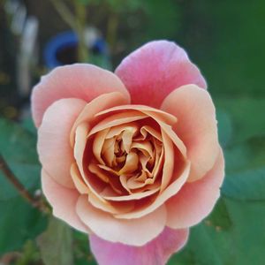 ディスタント・ドラムス,薔薇♪,花のある暮らし,植物のある暮らし,素敵な香りの画像