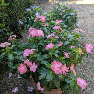 ニチニチソウ,ラズベリー,ツワブキ(石蕗),花のある暮らし,自宅の庭よりの画像