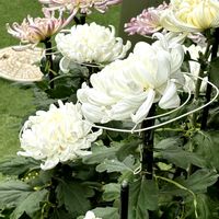 キク,きく  菊,実家,これからが楽しみ♡の画像