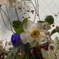 シュウメイギクの画像