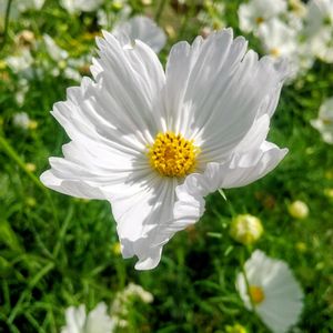 コスモス,コスモス,コスモス,花のある暮らし,草津市立水生植物公園みずの森の画像