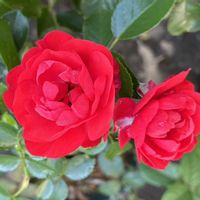 鉢植え,ガーデニング,ばら バラ 薔薇,庭の画像