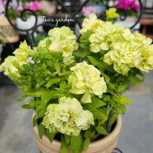 シクラメンクリスピーノ,ペチュニア ロココ  シャルトルーズ,かわいい,屋上ガーデン,花のある暮らしの画像