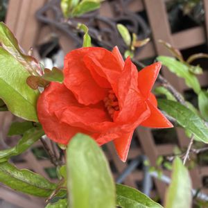 ザクロ,鉢植え,花のある暮らし,オレンジ色の花,濃い色の画像