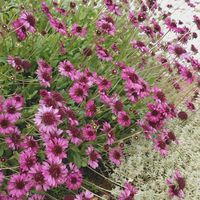 ガイラルディア,アメジストセージ,眉刷毛万年青,花のある暮らし,優しい気持ちの画像