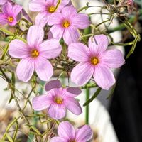 オキザリス,秋咲きオキザリス,Oxalis gracilis var. lilacea,Oxalis gracilis var. lilacea,Oxalis gracilis var. lilaceaの画像