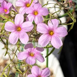 オキザリス,秋咲きオキザリス,Oxalis gracilis var. lilacea,Oxalis gracilis var. lilacea,Oxalis gracilis var. lilaceaの画像