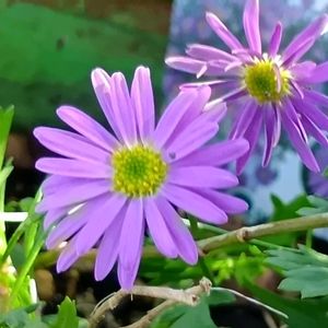 ブラキカム フレスコ パープル,花のある暮らし,大事に育てたい,キュンキュン乙女倶楽部,うどん県人会の画像