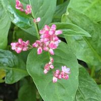 ワタ,タデアイ,蓼藍(タデアイ),蓼藍(タデアイ),棉の実の画像