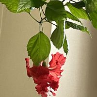 ハイビスカスフラミンゴ,ハイビスカスフラミンゴ,葉っぱも♡,窓際,挿し木から成長の画像