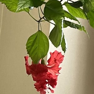 ハイビスカスフラミンゴ,ハイビスカスフラミンゴ,葉っぱも♡,窓際,挿し木から成長の画像