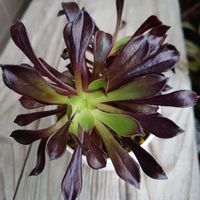 黒法師,黒法師,プリドニス,多肉植物,多肉初心者の画像