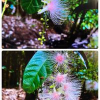 サガリバナ,サガリバナ,常緑高木,サガリバナ科,綺麗✨の画像