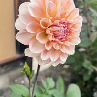 ダリア,秋の庭,宿根草の庭の画像