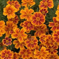 ガーデニング,花のある暮らし,ナチュラルスタイル,おうち園芸,庭の画像