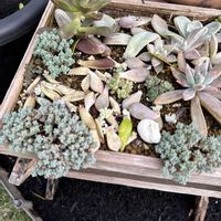多肉棚DIY,庭の画像