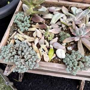 多肉棚DIY,庭の画像