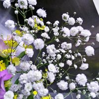カスミソウ,モカラ,オリエンタルユリ,花のある暮らし♡,玄関内側の画像