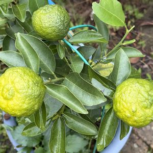 柚子,ガーデニング,花のある暮らし,実のなる木,ナチュラルスタイルの画像