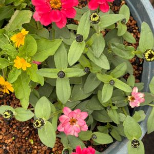 ガーデニング,花のある暮らし,ナチュラルスタイル,薔薇のある暮らし♡,おうち園芸の画像