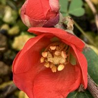 ボケ,ボケ,ボケ,開花,可愛いの画像