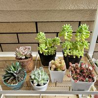 多肉植物,寄植え,多肉弁当,GSのみなさんに感謝♡,多肉植物初心者の画像